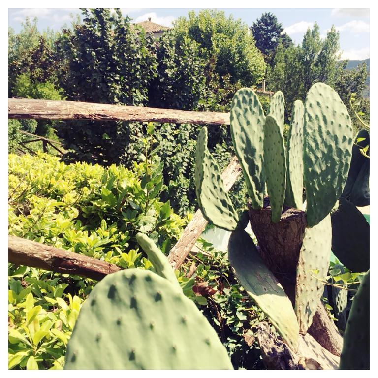 Agriturismo La Vecchia Quercia San Cipriano Picentino ภายนอก รูปภาพ